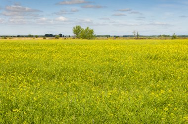 Nehir Esla düz alanlara kolza tohumu
