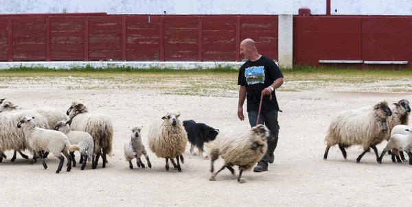 Pastoreio cão ovelhas trabalhando — Fotografia de Stock