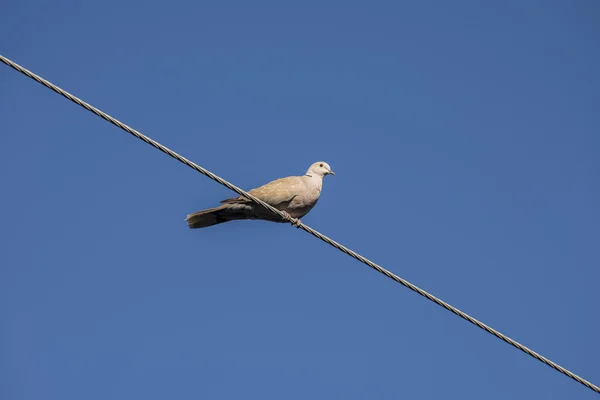 襟付きのユーラシア鳩 — ストック写真