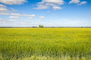 Nehir Esla düz alanlara kolza tohumu