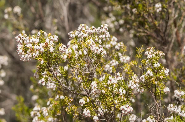 Ağaç Heath, Erica arborea çiçekler