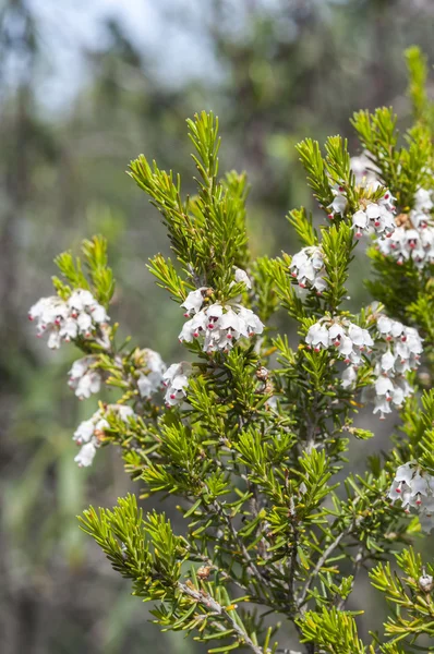 Kwiaty, drzewa Heath, Erica arborea — Zdjęcie stockowe