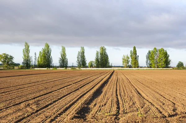 Etapas iniciales de los campos de maíz —  Fotos de Stock