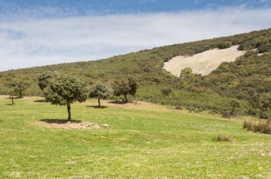 Akdeniz Derval'i ve çiçekli fallows