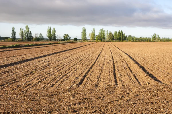 Начальные стадии кукурузных полей в равнине реки Эсла — стоковое фото