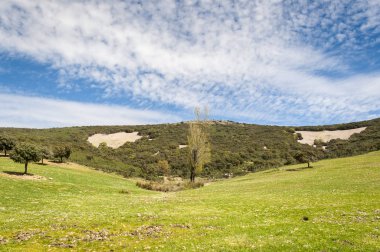 Akdeniz Derval'i ve çiçekli fallows