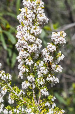 Ağaç Heath, Erica arborea çiçekler