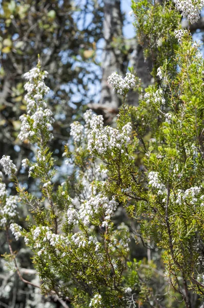 Flores de brezo de árbol, Erica arborea — Foto de Stock