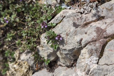 Anne-in-kekik Thymus praecox