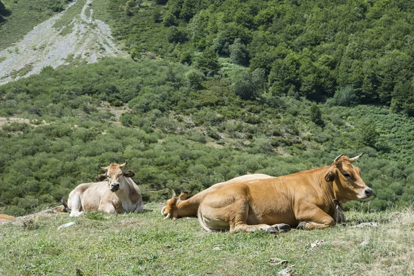 Cows resting in the field — Stock Photo, Image