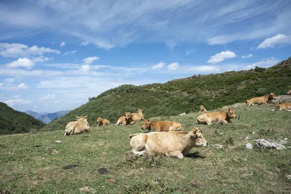 Cows resting in the field — Stock Photo, Image