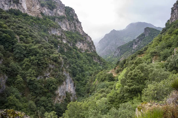 Somiedo Valley, Somiedo doğa rezerv Woodlands