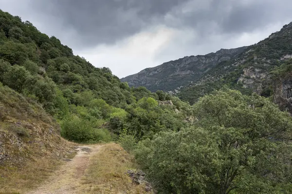 Bossen in Somiedo vallei, Somiedo natuurreservaat — Stockfoto