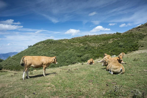 Vaches se reposant dans le champ — Photo