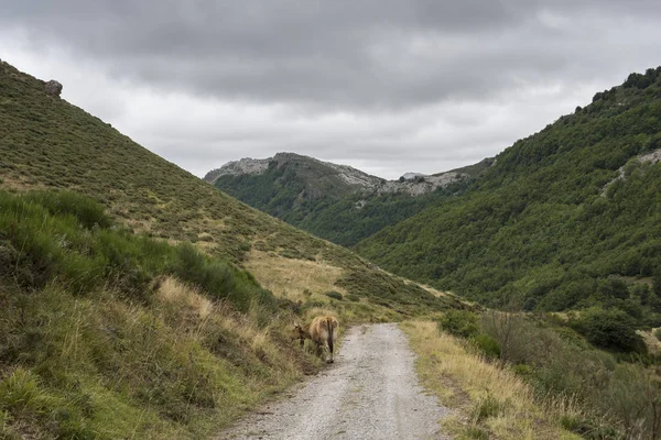 Valle del fiume Trabanco, La Peral, nella Riserva Naturale Somiedo — Foto Stock