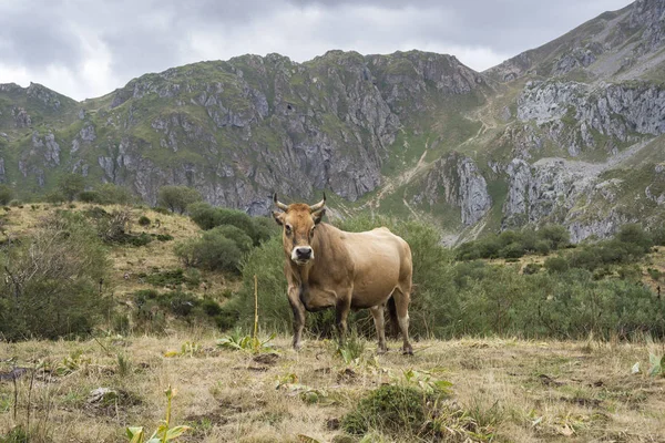 Vache brunâtre dans la vallée du Rio del Valle — Photo