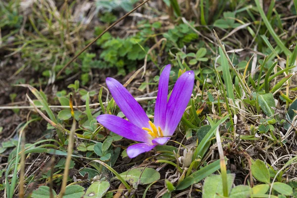 Fleur de Merendera montana — Photo