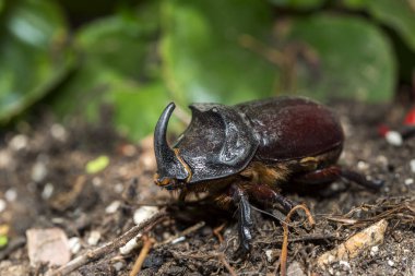 Avrupa rhinoceros beetle, Oryctes nasicornis