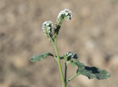 Avrupa Kediotu, Heliotropium europaeum bitki