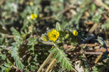 Yaprak ve çiçek Tribulus terrestris