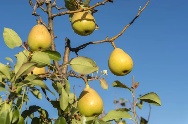 Ripe pears on the branch — Stock Photo, Image