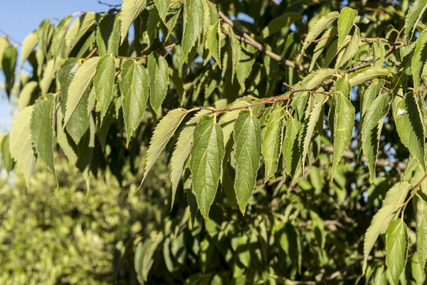 Listy stromu evropských kopřivy, Celtis australis — Stock fotografie