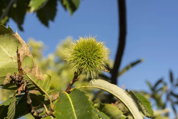 Unripe chestnuts on the branch — Stock Photo, Image