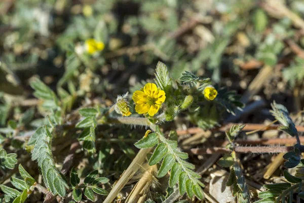 Leaves and flowers of Tribulus terrestris — Stock Photo, Image