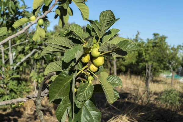 Kilka fig na drzewo figowe — Zdjęcie stockowe