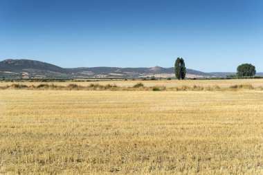 Bir tarım peyzaj alanlarında anız
