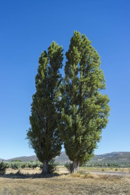 İki siyah kavak, Populus nigra