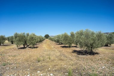 Zeytin bahçeleri La Mancha içinde