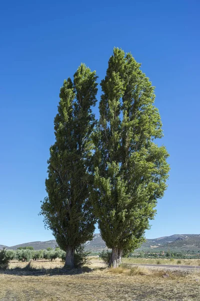 Two Black poplar, Populus nigra — Stock Photo, Image