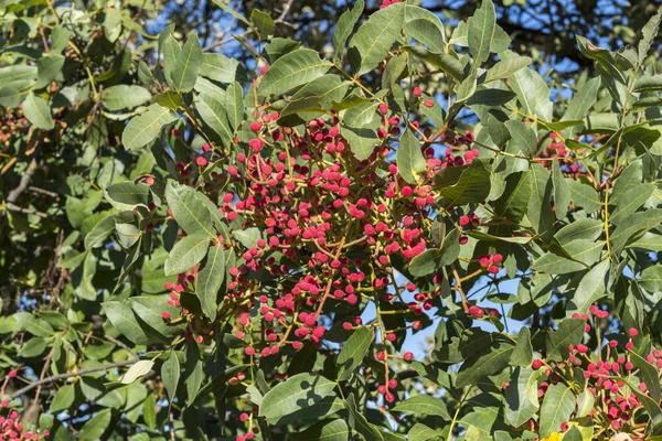 Fogliame e frutti di Terebinto, Pistacia terebinthus — Foto Stock