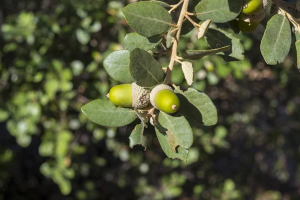 Foliage and acorns of Holm Oak, Quercus ilex — Stock Photo, Image