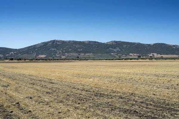Stubb på sädesfält i La Mancha — Stockfoto