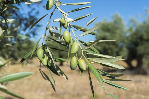 Olive della varietà Cornicabra — Foto Stock
