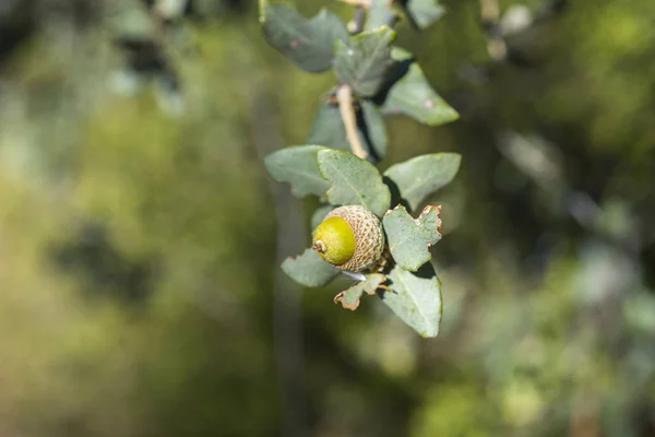 Fogliame e ghiande di leccio, Quercus ilex — Foto Stock