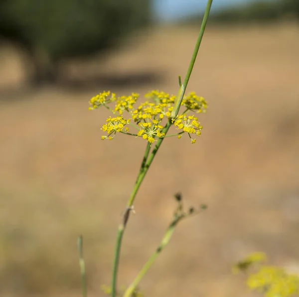 Flowers and leaves of fennel, Foeniculum vulgare — Stock Photo, Image