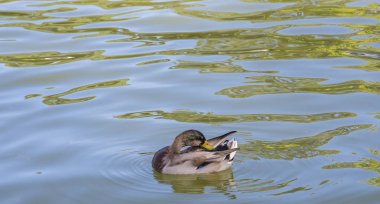 Mallard, Anas platyrhynchos erkek