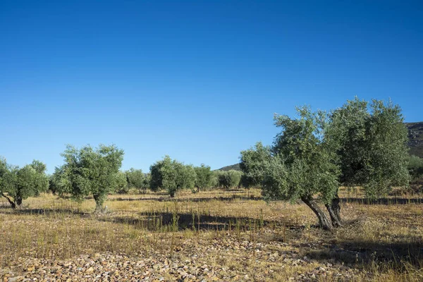 Olivos en La Mancha — Foto de Stock
