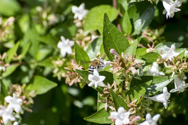 White banded Digger Bee, Amegilla quadrifasciata — Stock Photo, Image