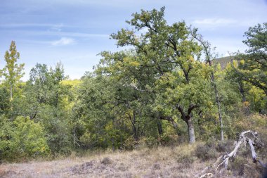 Safra meşe ormanı