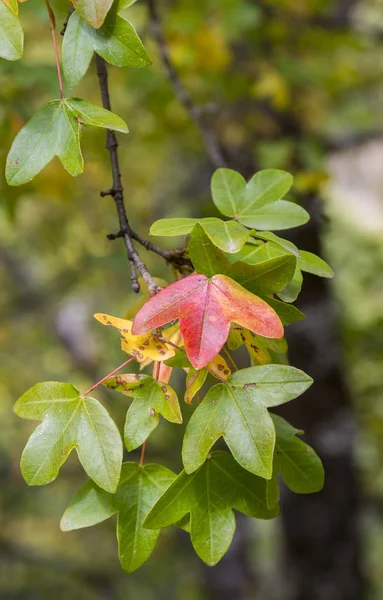 Montpellier akçaağaç, Acer monspessulanum