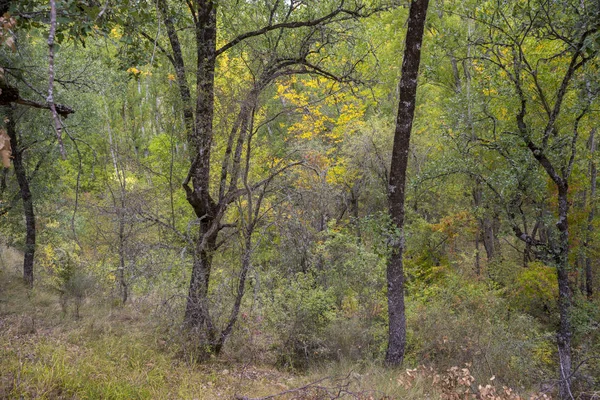 Gall bosque de encino, Quercus faginea — Foto de Stock