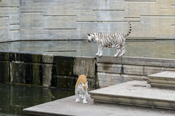 Bengal tiger, Panthera tigris tigris — Stock Photo, Image