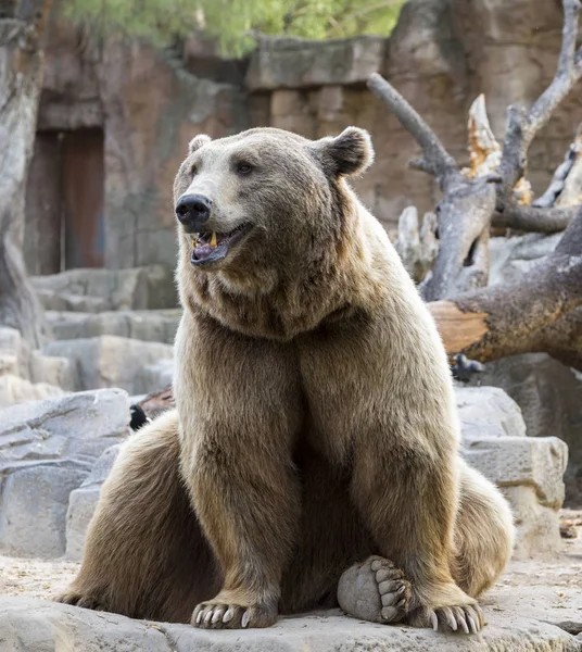 Ursos castanhos, Ursus arctos — Fotografia de Stock