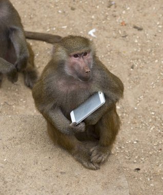 bir smartphone ile maymun