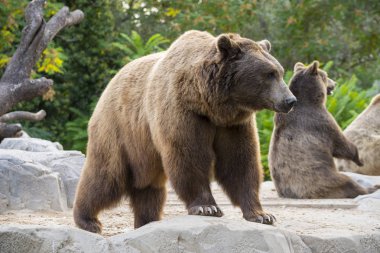 Brown bears, Ursus arctos clipart