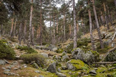 Scots pine forest in Guadarrama Mountains National Park clipart